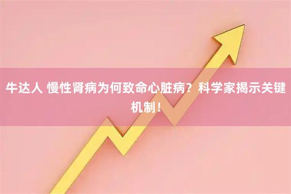 牛达人 慢性肾病为何致命心脏病？科学家揭示关键机制！